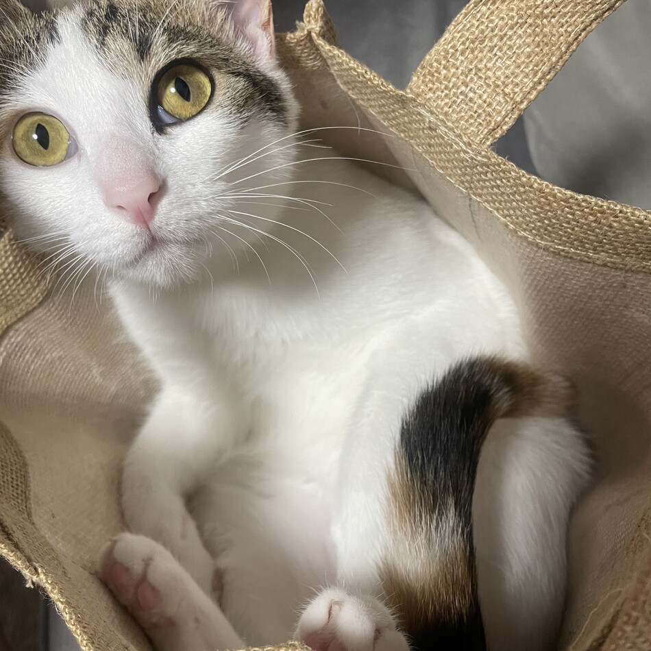みるくのカバー写真