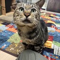 ぶさかわボス猫　ぶちゃくん