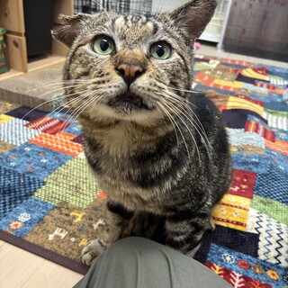 ぶさかわボス猫　ぶちゃくん