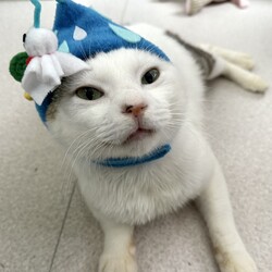 「はじめまして　はな・だい　と申します」サムネイル2