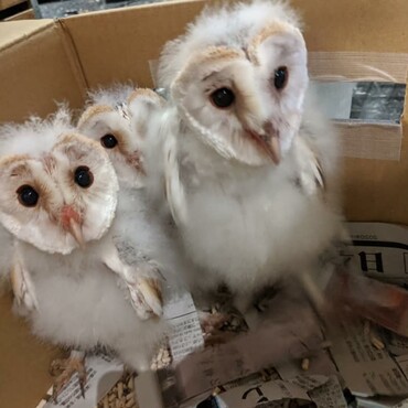 わたわたの季節再来です