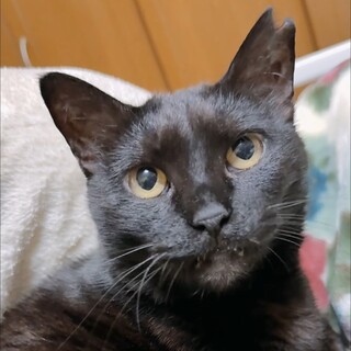 なでなで大好き♡超甘えんぼの楓夏ちゃん