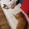 なみぼう