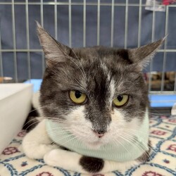 in岡崎市☆サクラ祭り☆保護猫を暖かいオウチに迎えよう2025年4月19日(土)～ちーむにゃいんず