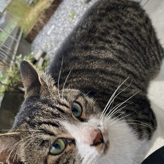 里親を募集します