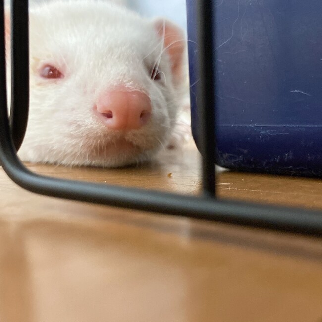 ゆずきら子のカバー写真