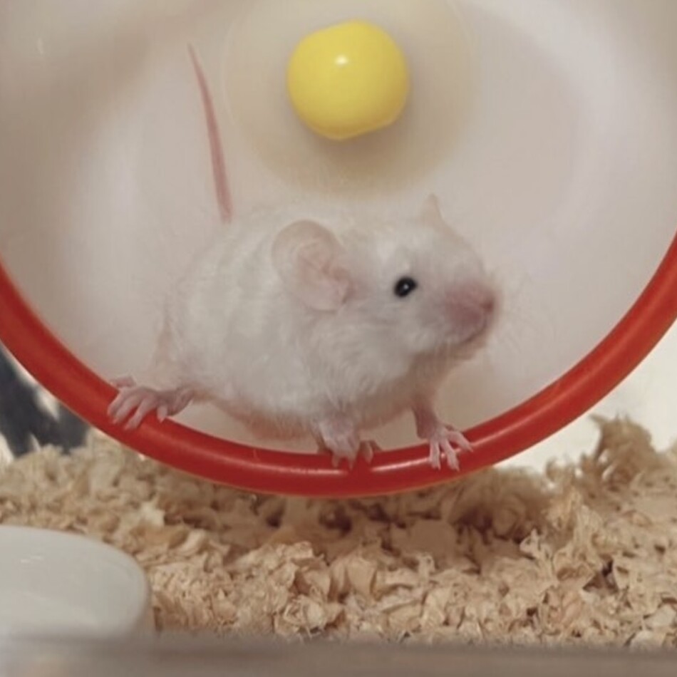 もものカバー写真