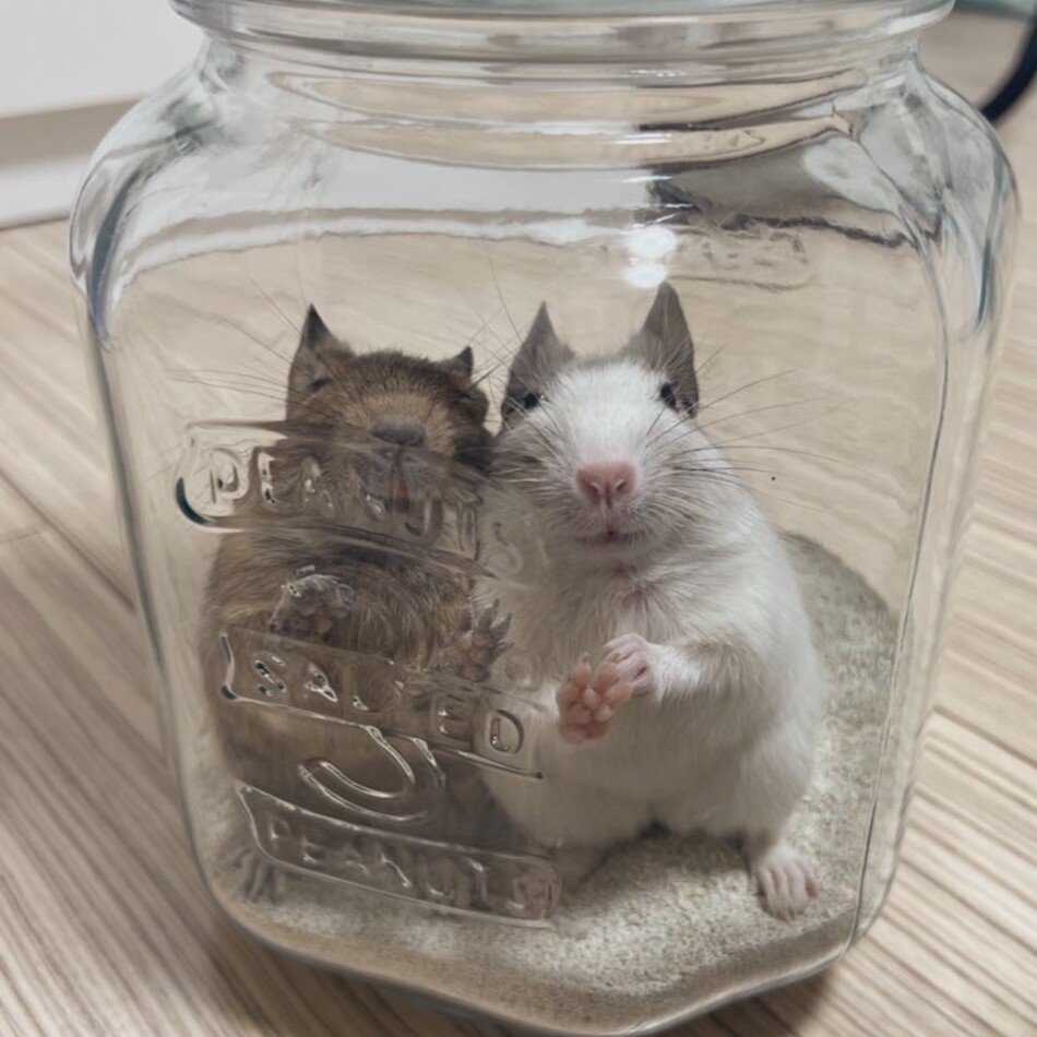 カルアのカバー写真