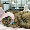 エマちゃん　オス猫が大好きすぎる、あざとい女子！