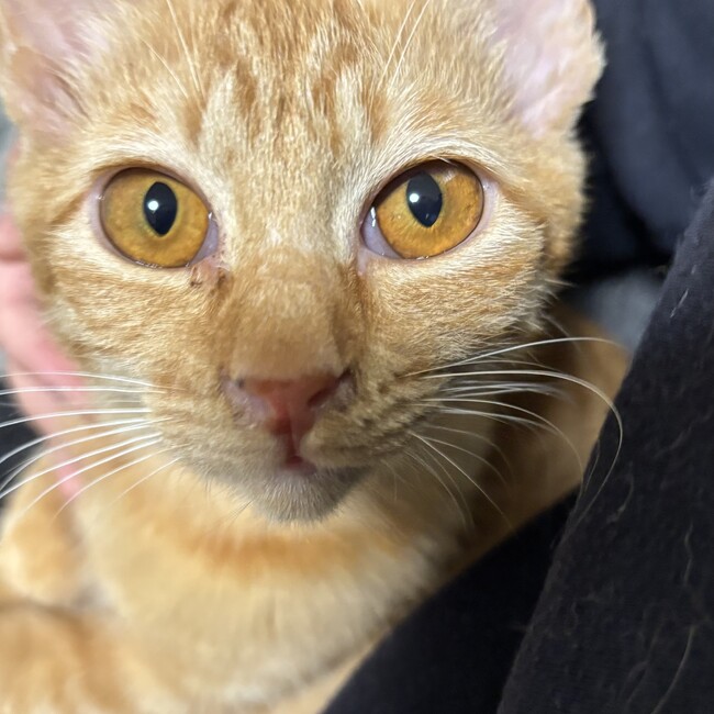 夏風 保護活動のカバー写真