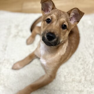 猫や子供とも仲良く暮らせる穏やかな大型犬の子犬