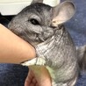 代理募集 チンチラの男の子(1歳) サムネイル1