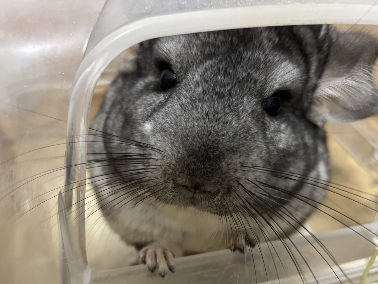 代理募集 チンチラの男の子(1歳) サムネイル2