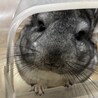 代理募集 チンチラの男の子(1歳) サムネイル2