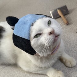 「サムライ　ニャルソック」サムネイル2