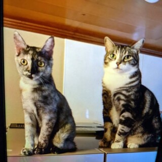 【大至急】飼い主が病気で飼えなくなったため里親募集