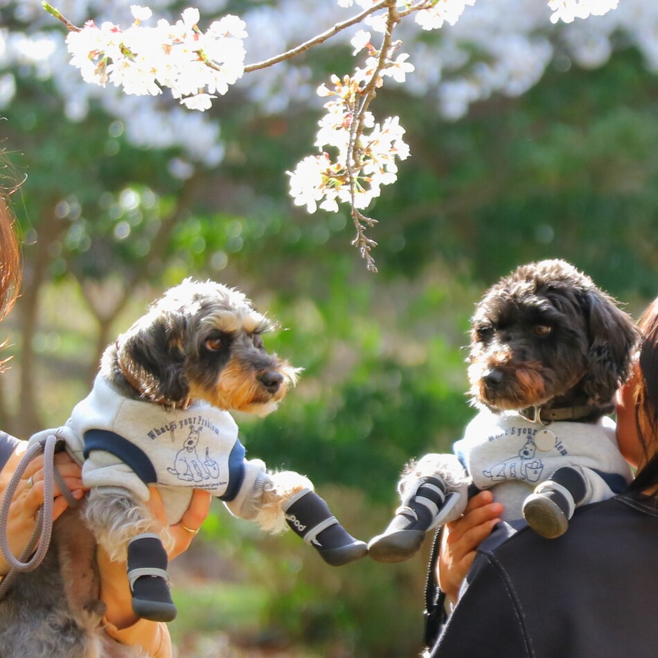 虎鉄のカバー写真