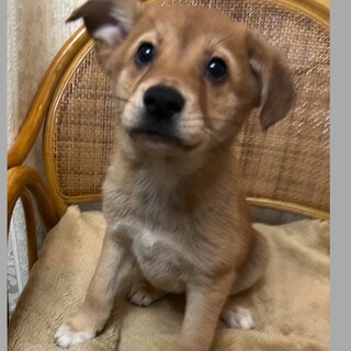 4月２９日譲渡会参加⭐︎ベラちゃん生後３ヶ月