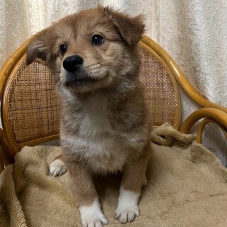 人馴れ抜群☆せりんくん生後３ヶ月