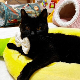 とっても甘えっ子♡ぽん丸君　ぎゅっとしてね♡