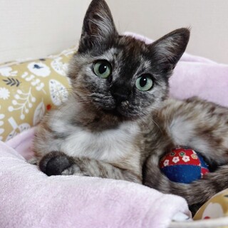 小顔の甘えん坊♡パステルサビ♡フランちゃん