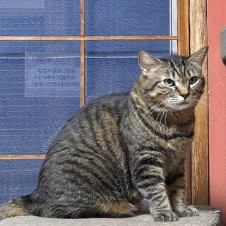 人慣れがんばり中！キリリ女子ガーナ☆