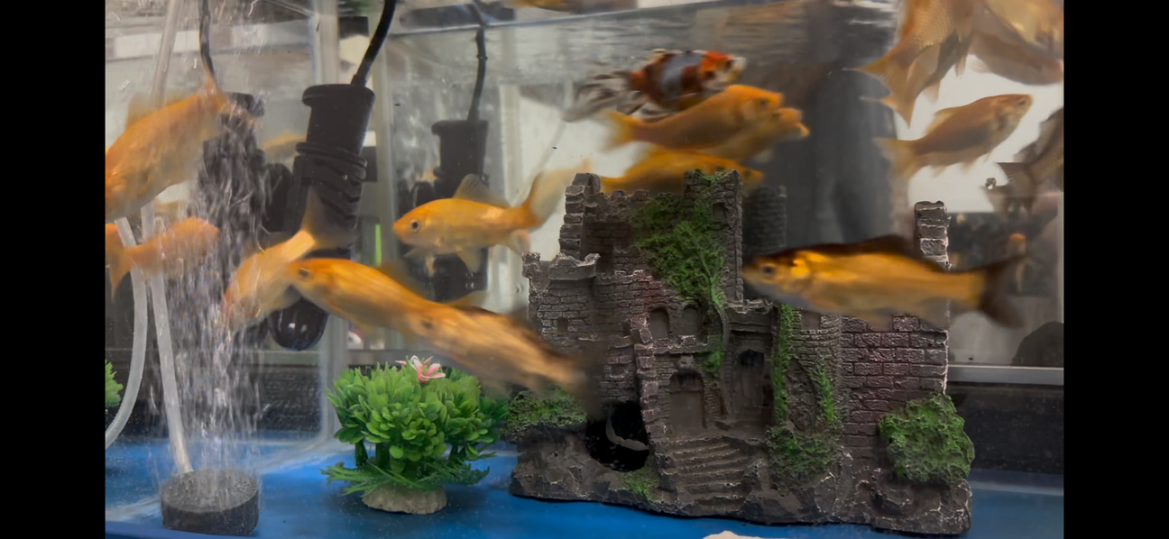 金魚 和金 20匹ほど 」大阪府 - 熱帯魚・観賞魚の里親募集(513817