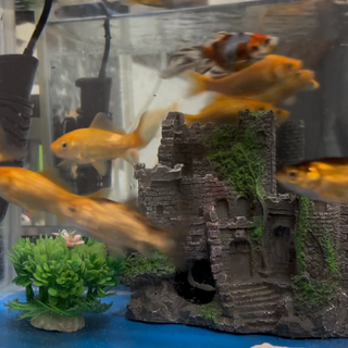 金魚　和金　20匹ほど　水槽なども