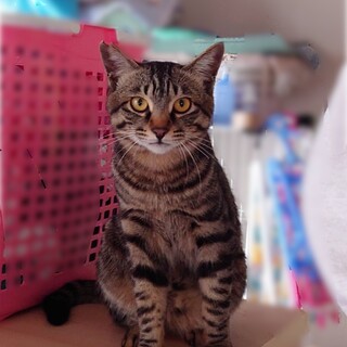 美猫4兄弟　キジトラ　トラくん　10ヶ月