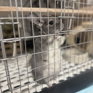 チンチラ8ヶ月バイオレット女の子　里親募集