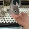 チンチラ8ヶ月バイオレット女の子　里親募集 サムネイル4