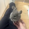 チンチラ8ヶ月バイオレット女の子　里親募集 サムネイル5