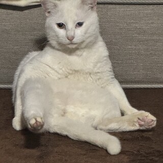 ちょっぴり困り顔の白猫