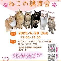 猫の譲渡会