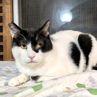 凛々しいお顔で甘えん坊☆ギャップ萌え「くの」