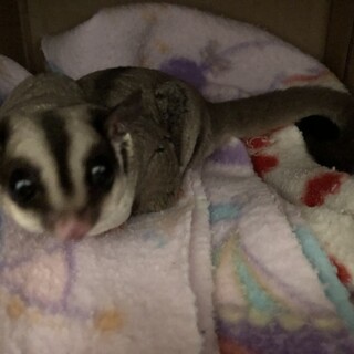 フクロモモンガ　女の子1匹　