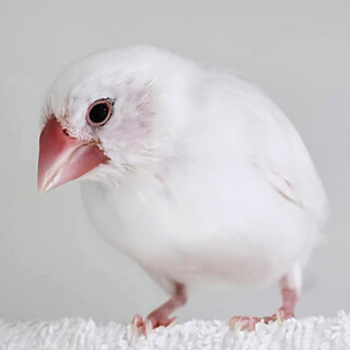 白文鳥・生後約3ヶ月 大人しい手乗り文鳥