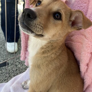 さち♪4/19.20譲渡会