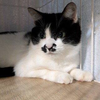 可愛いお顔♡人慣れがんばり中「ちゃんぽん」