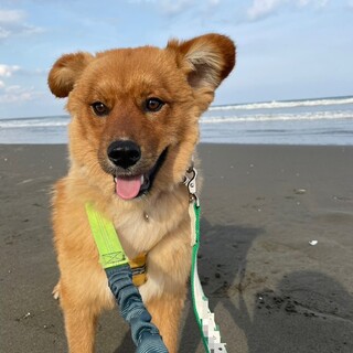 “テリー” 男の子