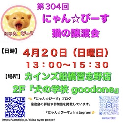 にゃん☆ぴーす猫の譲渡会【カインズ船橋習志野店2F『犬の学校goodone』】