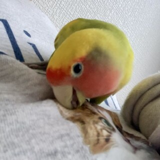 名前はもえです。