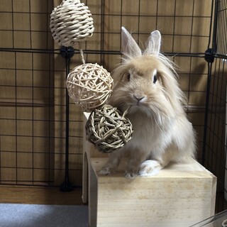 ライオンラビットのロイくん