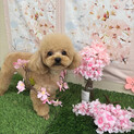 (募集ストップ)タイニープードル・アプリ