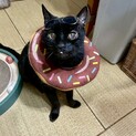しゃくれのおじいちゃん猫