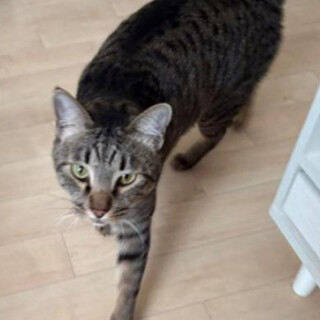 あまえんぼキジトラ男の子 コロ