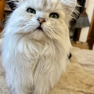 イケメンなペルシャ猫