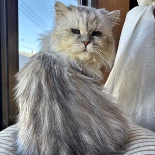 イケメン風なペルシャ猫