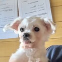 マルチーズ　女の子