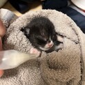 【最寄りまでお見送りします】生後2日3匹の黒猫